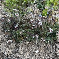 タネツケバナの画像