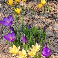 クロッカス,クロッカス,クロッカス,ニオイバンマツリ,ニオイバンマツリの画像