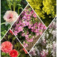 エリカ,ラナンキュラス,リナリア,今日も元気でね♥️,ネメシア☆の画像