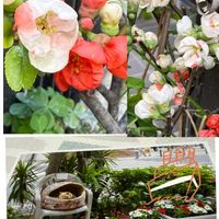 カーネーション,カーネーション,ボケ,ボケ,横浜緋桜の画像