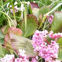 アザレア,アネモネ,ヒマラヤユキノシタ,モッコウバラ,原種チューリップの画像