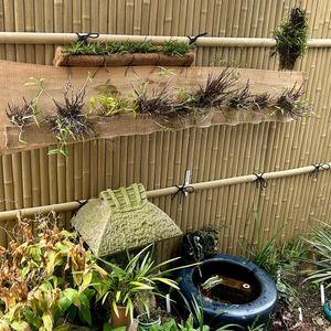 手作り,株分け,山野草,良い香り,坪庭の画像