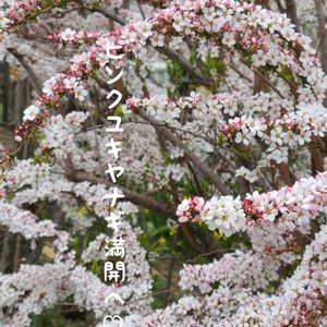 ピンクユキヤナギ,今庭,ガーデニング,ナチュラルガーデン,手作りの画像