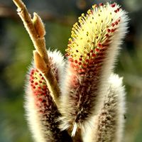 ネコヤナギ,長野県,渓流沿い,自生の木,不動温泉の画像