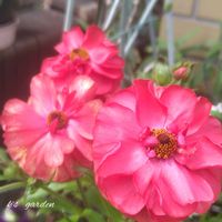 モッコウバラ,ラナンキュラスラックス  アリアドネ,ラナンキュラスラックス   ピュタロス,ラナンキュラスラックス  ムーア,花のある暮らしの画像