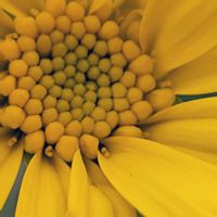 ユリオプスデージー,祈る震災復興,花のある暮らし,緑のある暮らし,岐阜県の画像