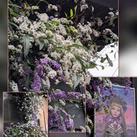 アニソドンテア,カンパニュラ,スカビオサ,ハーデンベルギア,ユスラウメの画像