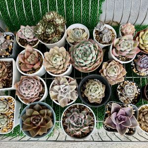 多肉植物,エケベリア属,ダイソー産の画像