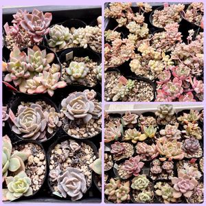 多肉植物,リメ缶,リメ鉢,プレ企画,バラと夢CLUBの画像