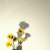 タンポポ,タンポポ,一輪挿し,花瓶,山野草の画像