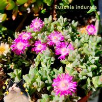 セントポーリア,スパルマンサス,インデュラータ,ヤマザクラ,ミニセントポーリアの画像