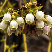 ブルーベリーの画像