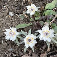 セツブンソウ,セツブンソウ,スプリングエフェメラル,長野県,塩尻市の画像