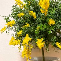 エニシダ,エニシダ,ヒメエニシダ,ヒメエニシダ,可愛いの画像