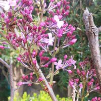 ライラック,ライラック,小さな庭の画像