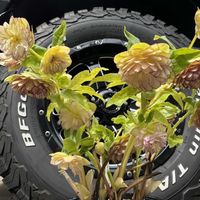 クリスマスローズ,おつとめ品, クリスマスローズ,クリスマスローズ・ダブル,クリスマスローズ大好きの画像