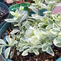 ペチュニア,ヒューケラ,きんぎょそう,スピレア ゼンスピリット キャラメルの画像