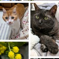 ゼラニウム,ムスカリ,オリヅルラン,ミモザ,グリ６歳♂の画像