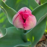 チューリップ,ホトトギス,利休梅,ホトトギス(杜鵑草),ホトトギス・油点草の画像