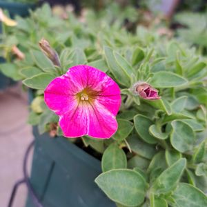 サフィニアアート,鉢植え,小梅ちゃんの画像