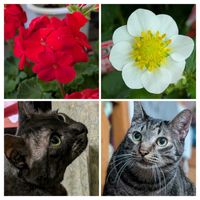 アオキ,グリ６歳♂,愛猫,お出かけ先の花,繋がりに感謝の画像