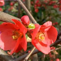 ネモフィラ,ノースポール,ペチュニア,ボケ,マリーゴールドの画像