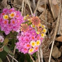 ランタナの画像