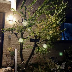 カレックス,グレビレア,アガベ,ライスフラワー,パールアカシアの画像