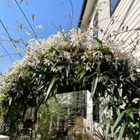 クレマチス ペトリエイ,クレマチス アーマンディ,クレマチス アーマンディ,常緑クレマチス,雑貨の画像