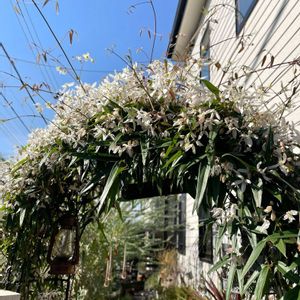 クレマチス ペトリエイ,クレマチス アーマンディ,クレマチス アーマンディ,常緑クレマチス,雑貨の画像