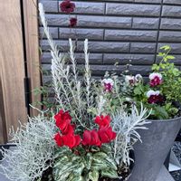 パンジー,ガーデンシクラメン,チョコレートコスモスの画像