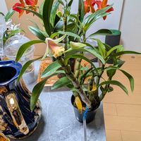 デンドロビウムの画像