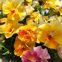 マトリカリア,マトリカリア,ビオラ,原種チューリップ　レディジェーン,原種チューリップの画像