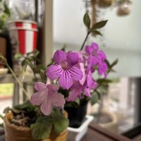 ストレプトカーパス,ストレプトカーパス,ストレプトカーパス,ストレプトカーパス・サクソルム,西洋タンポポの画像