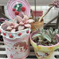 月兎耳,淡雪,木瓜(ボケ),リメ缶,今日のお花の画像