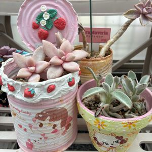 月兎耳,淡雪,木瓜(ボケ),リメ缶,今日のお花の画像