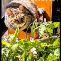 ドラセナ,シンゴニューム,ガーデニング,花のある暮らし,ニャンニャン祭りの画像