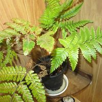 タカワラビ,キンモウコウ,カツモウイノデ,観葉植物,シダ植物の画像