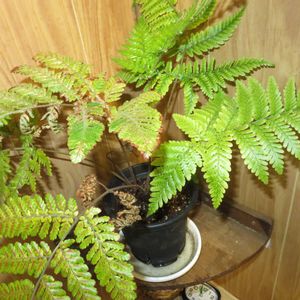 タカワラビ,キンモウコウ,カツモウイノデ,観葉植物,シダ植物の画像