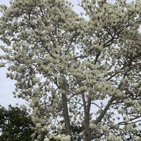 アオキ,アオキ,ヒメリュウキンカ,ヒメリュウキンカ,ハクモクレンの画像