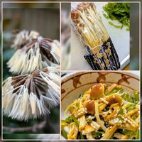 ツワブキ,ツワブキ,宮崎県産てげえのき,小さな花壇,花のある暮らしの画像