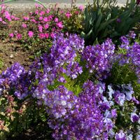 アンゲロニアの画像