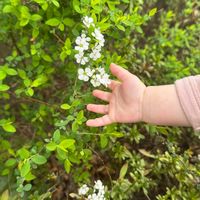 ユキヤナギ,河津桜,月島,生後5ヶ月,in東京の画像
