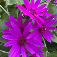 イチゴ,ニンジン,ビオラ,サイネリアセネッティ,ニンジンの実✨の画像