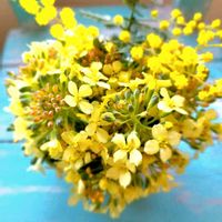 ミモザ,ミモザ,ブロッコリー,ブロッコリーの花,山野草の画像