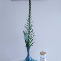 観葉植物,切り花,一輪挿し,花瓶,花束の画像