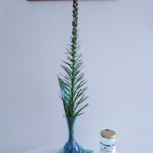 観葉植物,切り花,一輪挿し,花瓶,花束の画像