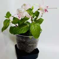 フクシア,フクシア プーニーの画像