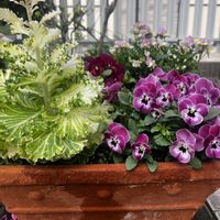 キンセンカ,クリスマスローズ,ストック,葉牡丹,葉牡丹の画像