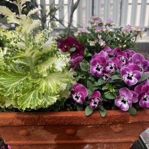 キンセンカ,クリスマスローズ,ストック,葉牡丹,葉牡丹の画像